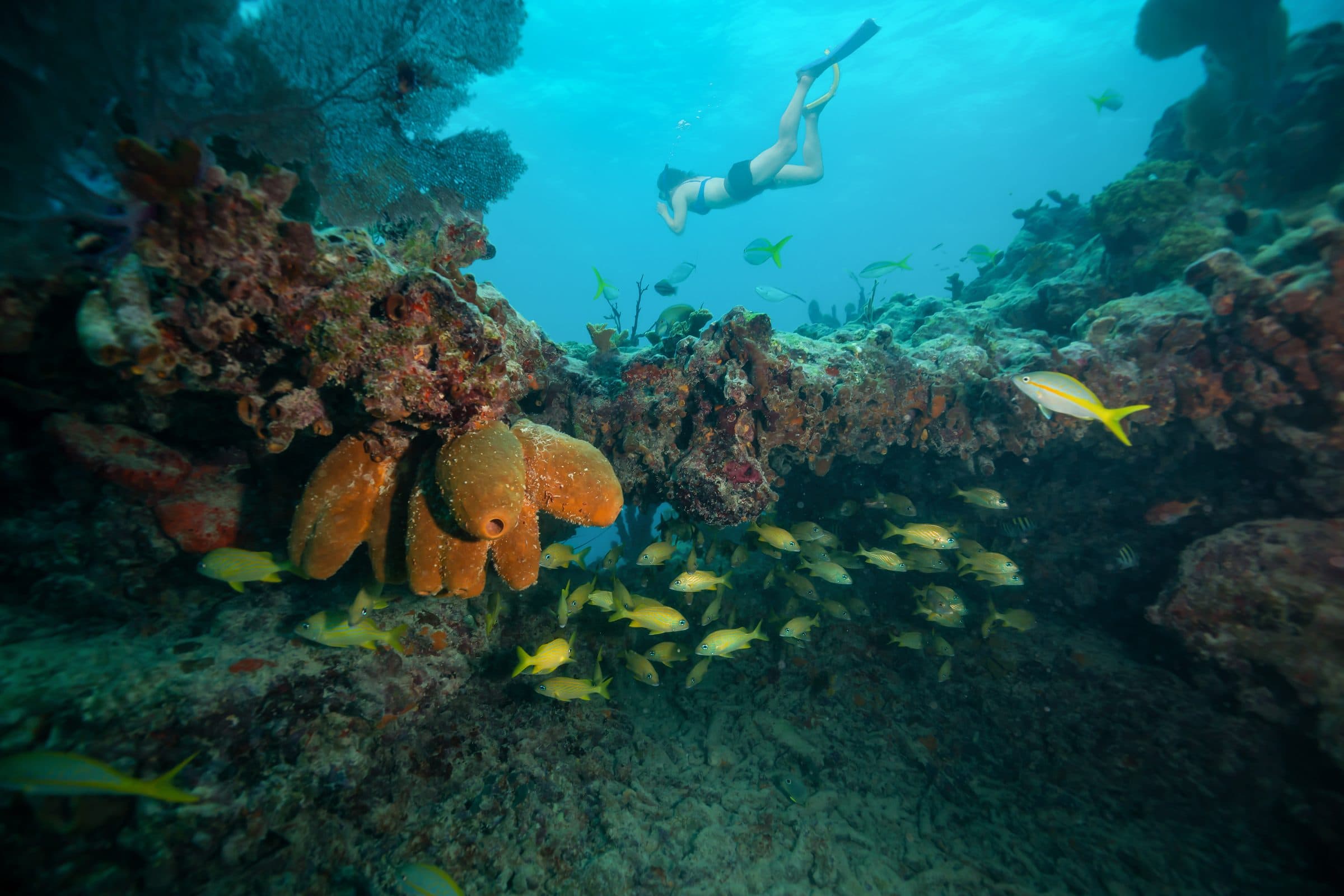 Snorkeler over a colorful coral reef with schools of yellow fish, Florida Keys