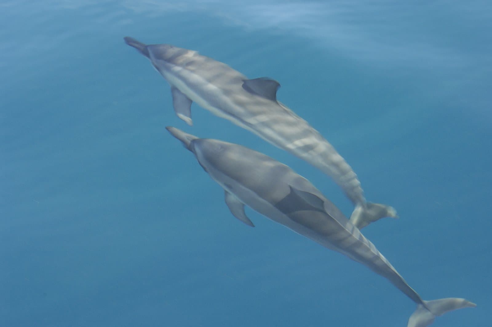 Two spinner dolphins swimming underwater
