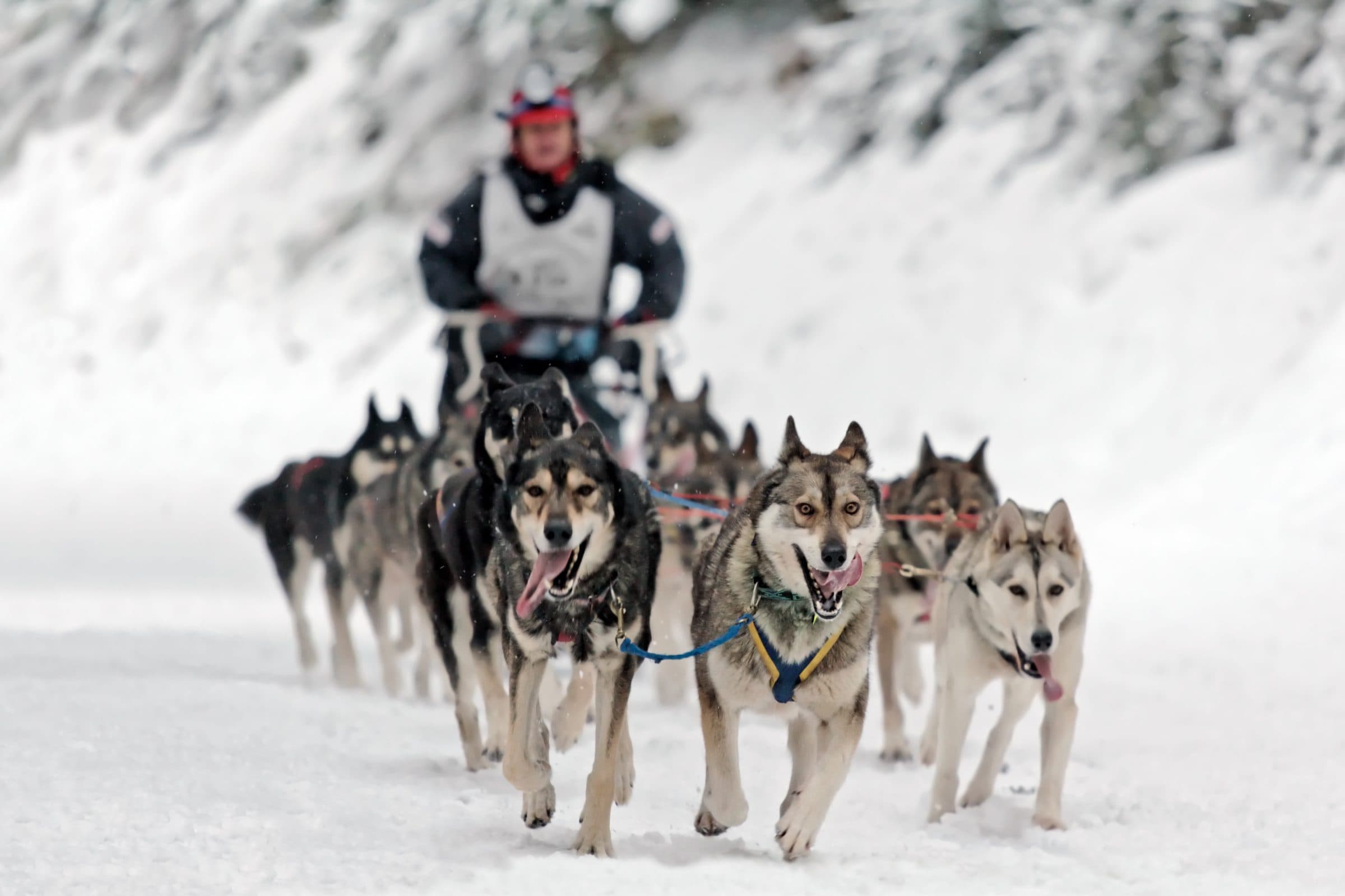 Husky team charging head-on with the musher behind, snow