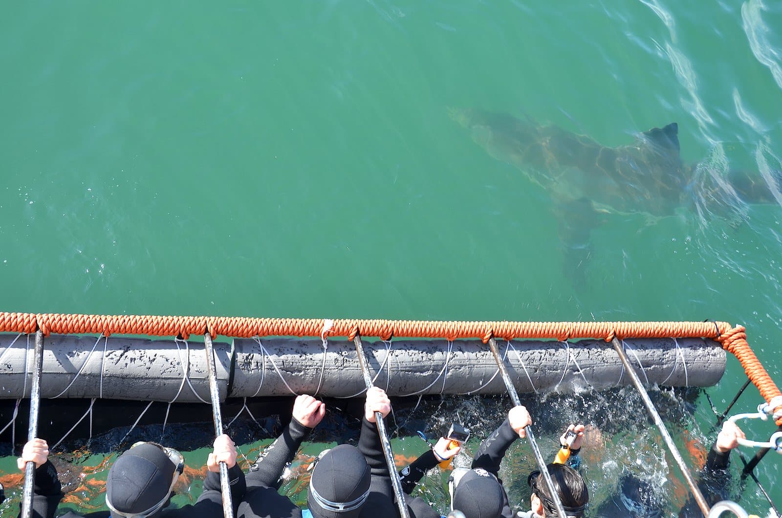 Divers in a shark cage at the surface watching a great white shark swim past