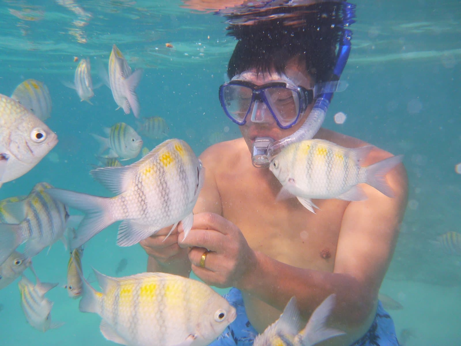 A snorkeler in a mask underwater surrounded by striped fish
