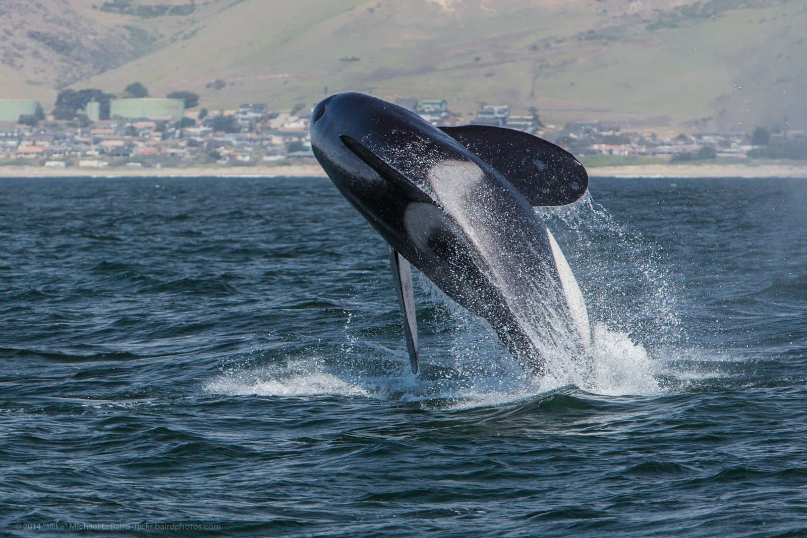 An orca breaching out of the ocean off Morro Bay, California